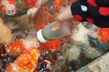 El güzel bebek şişeleri ile süslü sazan, ayna sazan besleme.