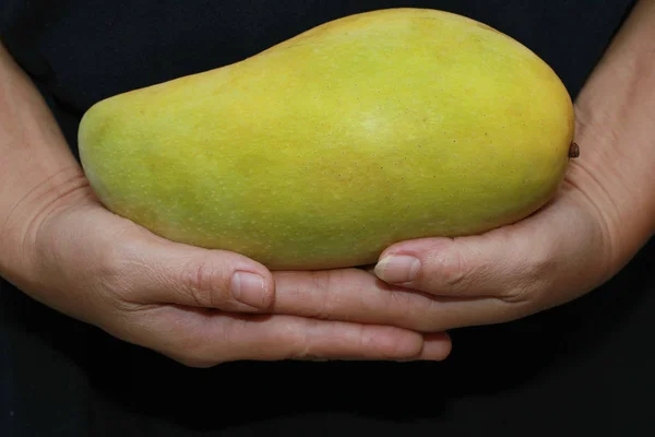 Thai Popular Fruit Ripe Golden Mahachanok Mango Hand Black Background — стоковое фото