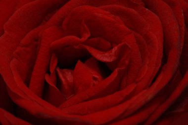 Orta kırmızı gülün üstüne fotoğraf kapatmak.