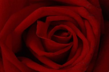 Orta kırmızı gülün üstüne fotoğraf kapatmak.