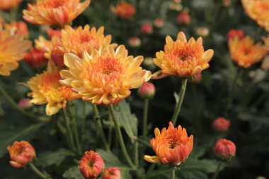 Güzel çok renkli çiçek ekimi sabah ışığı ile. (Seçici odak)