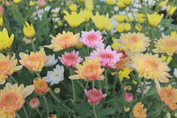 Güzel Çok Renkli Çiçek Ekimi Sabah Işığı Ile Seçici Odak — Stok fotoğraf