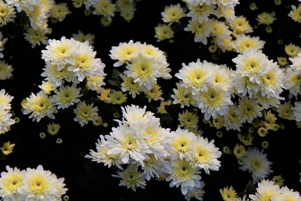 Více Krásné Barevné Květiny Plantáži Ranním Světle Selektivní Fokus — Stock fotografie