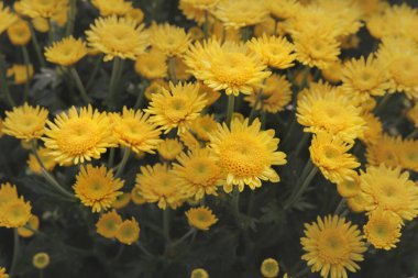 Güzel çok renkli çiçek ekimi ile sabah l