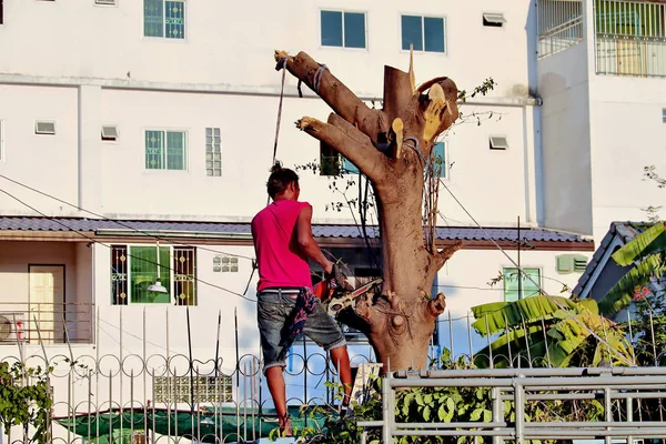電気木材切断機 ci で大きな木を切っています。 — ストック写真