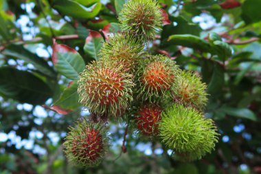 Tarımda ağaçlarda kırmızı ve yeşil Rambutan Buket demet