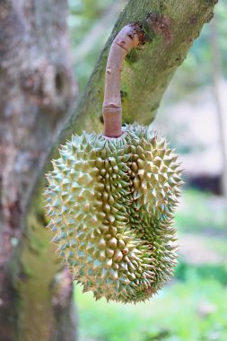 Olgun Monthong Durian tarım bahçesinde ağaç üzerinde