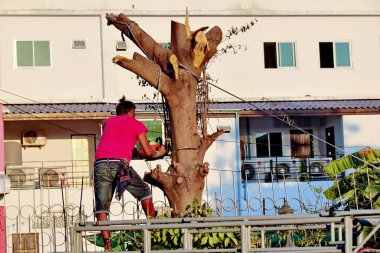 Büyük bir ağaç elektrik ahşap CI makinede testere ile kesme