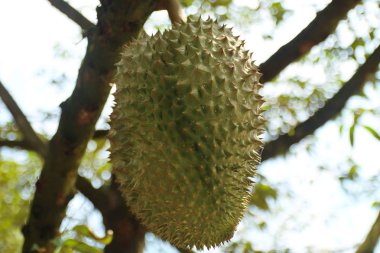 Olgun Monthong Durian tarım bahçesinde ağaç üzerinde