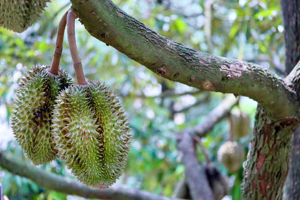 Banyak Monthong Durians di pohon di kebun pertanian — Stok Foto