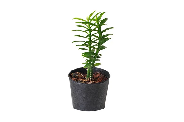 The little tree in a small pot call Bandai Ngaen as  money ladde — Stock Photo, Image