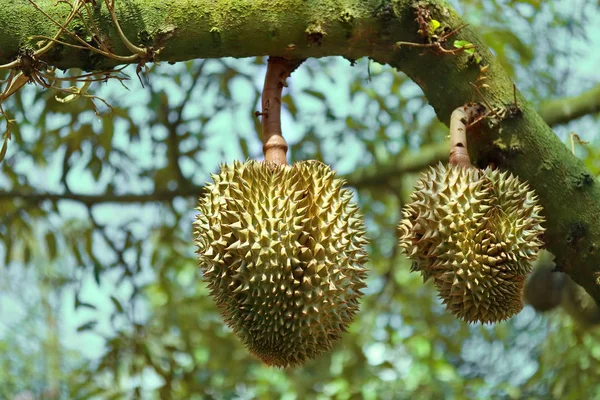 Banyak Monthong Durians di pohon di kebun pertanian — Stok Foto