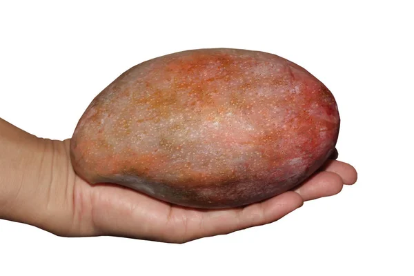 Z populárního ovoce, zralý noční rudý Palmer mango v ruce — Stock fotografie