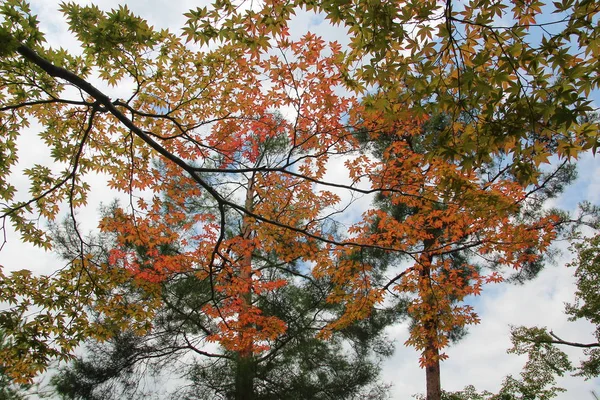 Japan  maple leaves  are beginning to change colour as orange-re