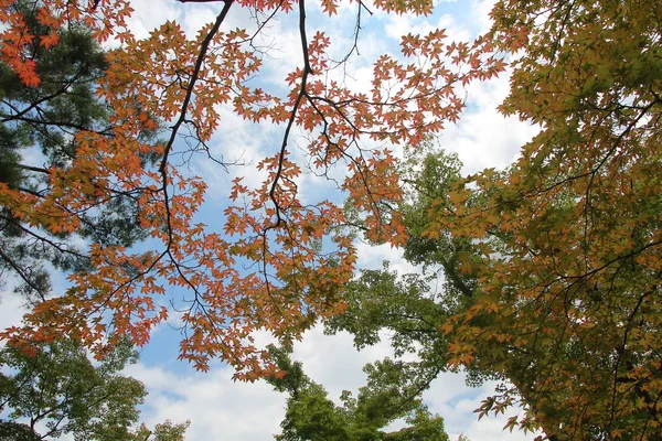 Japan  maple leaves  are beginning to change colour as orange-re