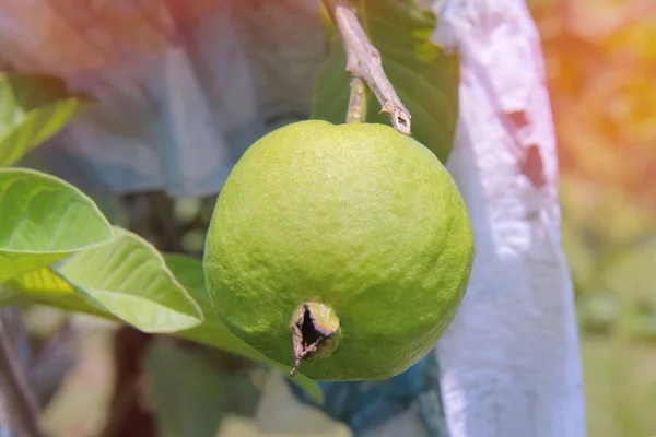 Tukang kebun memotong buah Guava Kim Ju untuk dijual tertunda . — Stok Foto