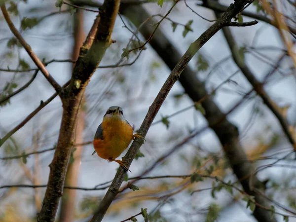 O nuthatch Eurasian ou nuthatch de madeira, Sitta europaea — Fotografia de Stock