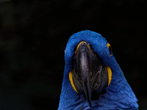 The hyacinth macaw, Anodorhynchus hyacinthinus, — Stock Photo, Image