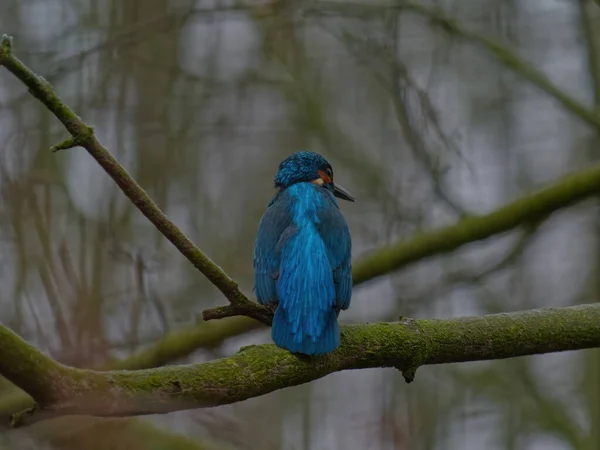 O pescador-rei comum, Alcedo, também conhecido como o pescador-rei eurasiano. — Fotografia de Stock