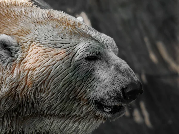 極熊ウルス・マリティマス — ストック写真
