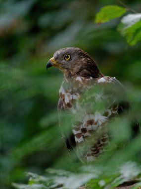 Avrasya atmacası, Accipiter nisus