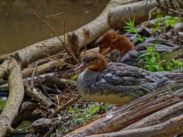 The goosander, Mergus merganser — Stock Photo, Image