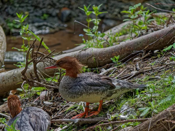 The goosander, Mergus merganser — Stock Photo, Image