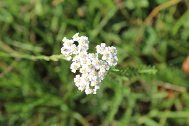 Yarrow, Achille millefeuille, Gemeine Schafgarbe, Achillea millefoglie, Mileflio, Milenrama, Achillea millefolium, Asteraceae