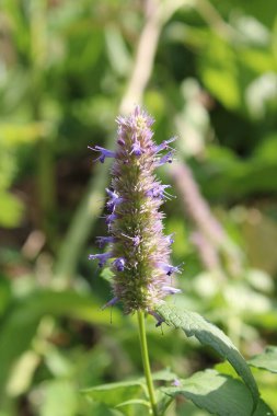 Anise hyssop, Agastache fenouil, Duftnessel, Agastaca fonecla, Hissopo anisado, Hisopo gigante, Agastache foeniculum, Lamiaceae