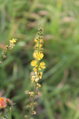 Ortak Tarım, karaciğer otu, kilise kulesi, Aigremoine eupatoire - Agrimonia eupatoria - Rosaceae