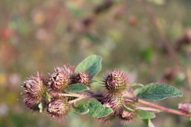 Küçük burdock, Burweed, Louse bur, yaygın burdock, Button bur, guguk kuşu, Petite bardane - Arctium minus - Asteraceae, Astraces