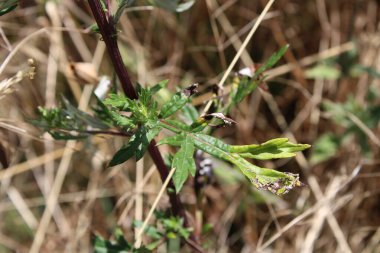 Pelin otu, Armoise komünü, Gemeiner Beifuss, Artemigem, Artemigem, Hierba de San Juan, Artemisia vulgaris, Asteraceae