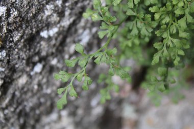 Wallrue Spleenwort, Doradille des murailles, Mauerraute, Arunda dos muros, Culantrillo blanco, Asplenium ruta-muraria, Aspleniaceae