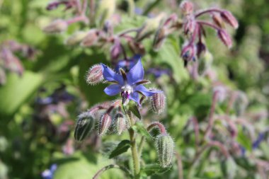 Borage, Beebread, Bourrache officinale, Garten Boretsch, Borragine, Borragem, Borraja comn, Borago officinalis, Boraginaceae