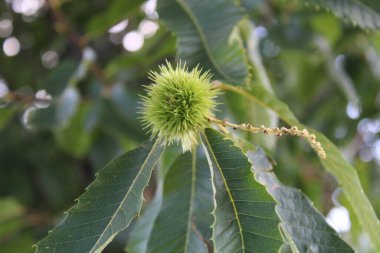 Tatlı Kestane, Chtaignier bildirisi, Edelkastanie, Castagno, Castanheiro virüsü, Castao comn, Castanea sativa, Fagaceae