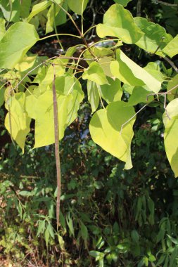 Güney Katalpa, Catalpa iletişim, Trompetenbaum, Albero dei sigari, rvore das trombetas, Catalpa bignonioides, Bignoniaceae