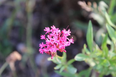 Kırmızı kediotu, Jüpiter 'in sakalı, Centranthe Rouge, Lilas d' Espagne, Valriane ruge - Centranthus ruber, Valeriana rubra - Caprifoliaceae