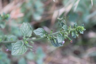 Daha az calamint, Calament nepeta, Echte Bergminze, Nepetella, Calaminta das montanhas, Calaminta de montana, Clinopodium nepeta, Lamiaceae