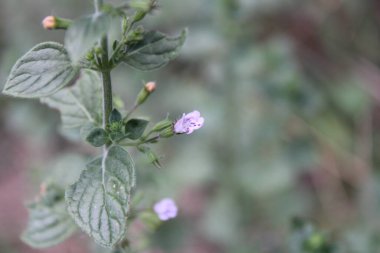 Daha az calamint, Calament nepeta, Echte Bergminze, Nepetella, Calaminta das montanhas, Calaminta de montana, Clinopodium nepeta, Lamiaceae