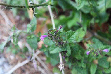 Wild Basil, Clinopodium vulgare, Clinopode com, Sariette Commune, le Grand Basilic - Clinopodium vulgare - Lamiaces, Lamiaceae