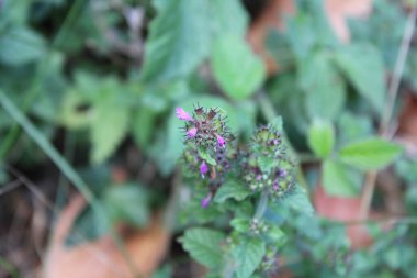 Wild Basil, Clinopodium vulgare, Clinopode com, Sariette Commune, le Grand Basilic - Clinopodium vulgare - Lamiaces, Lamiaceae