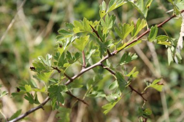Hawthorn, Aubepine monogyne, Eingriffliger Weissdorn, Biancospino comune, Pilriteiro, Majuelo, Crataegus monogyna, Rosaceae