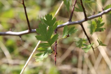 Hawthorn, Aubepine monogyne, Eingriffliger Weissdorn, Biancospino comune, Pilriteiro, Majuelo, Crataegus monogyna, Rosaceae