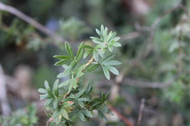 Shrubby cinquefoil, Golden hardhack, Bush cinquefoil, Potansiyel frutescente, Potentille arbustive - Dasiphora fruticosa - Rosaceae