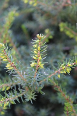 Winter heath, Bruyere carnee, Schneeheide, Erica carnicina, Brezo de invierno, Erica carnea, Ericaceae