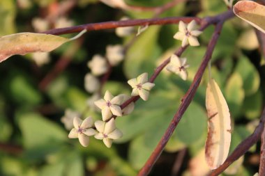 Yaygın inci çalısı, Exochorde en grappes, Chinesische Radspiere, Anice di Ristian, Pitanga preta, Estrella blanca, Exochorda racemosa, Rosaceae