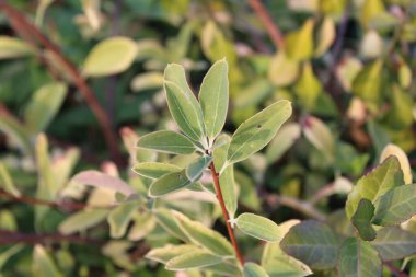 Yaygın inci çalısı, Exochorde en grappes, Chinesische Radspiere, Anice di Ristian, Pitanga preta, Estrella blanca, Exochorda racemosa, Rosaceae