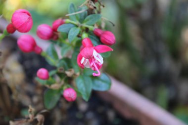 Ekilmiş Fuchsia, Hybrid fuchsia, Fuchsia hybride - Fuchsia standishii - Onagraceae, Onagraces