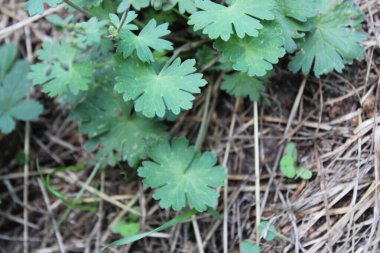 Güvercin ayağı turna gagası, Dovesfoot sardunyası, Granium feilles molles, le Granium mou - Geraniaceae