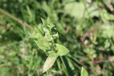 Dikenli öküz dili, Dikenli öküz dili, Picride fausse viprine - Helminthotheca echioides - Asteraceae, Astraces
